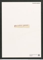 Navicula gemmatula Grun. (de-Toni-Nr.: Genus 1, Species 277) Zeichnungen Sammlung Grunow (NHMW-BOT-W0366994)